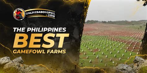 gamefowl farms philippines.
